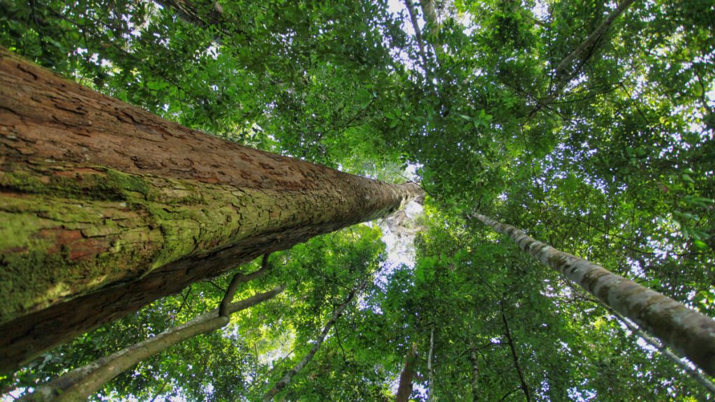 Tropical Rainforest in Indonesia By Rhett Ayers Butler